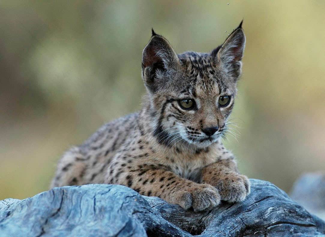 Iberian Lynx