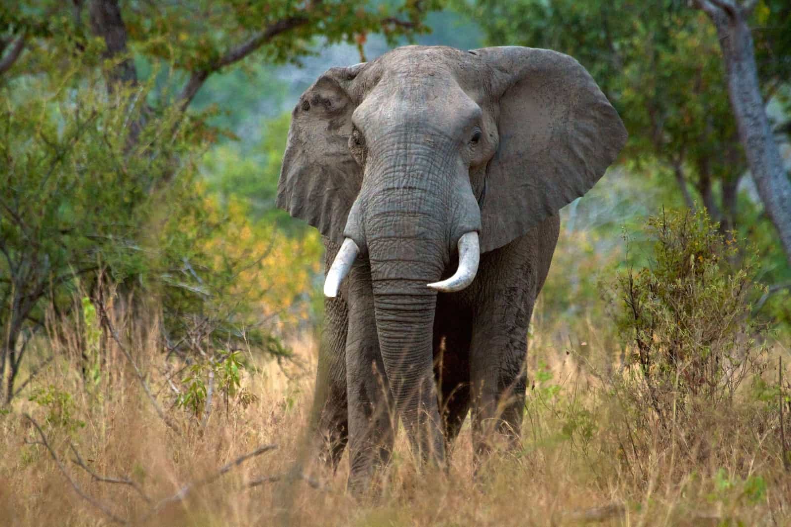 Male African Elephant