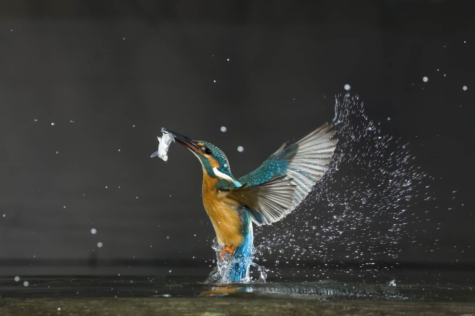 Eisvogel fängt Fisch, © by Wild Wonders of Europe / Laszlo Novak / WWF
