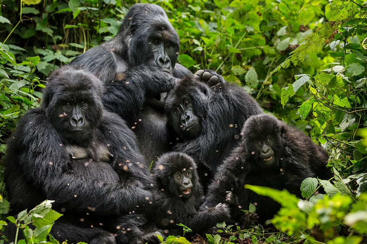 Gorillas sind soziale Wesen, genau wie wir., © by B.Stirton/Getty Images/WWF-Canon