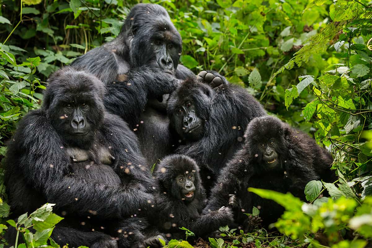 Gorillas sind soziale Wesen, genau wie wir., © by B.Stirton/Getty Images/WWF-Canon Gorillas sind soziale Wesen, genau wie wir., © by B.Stirton/Getty Images/WWF-Canon
