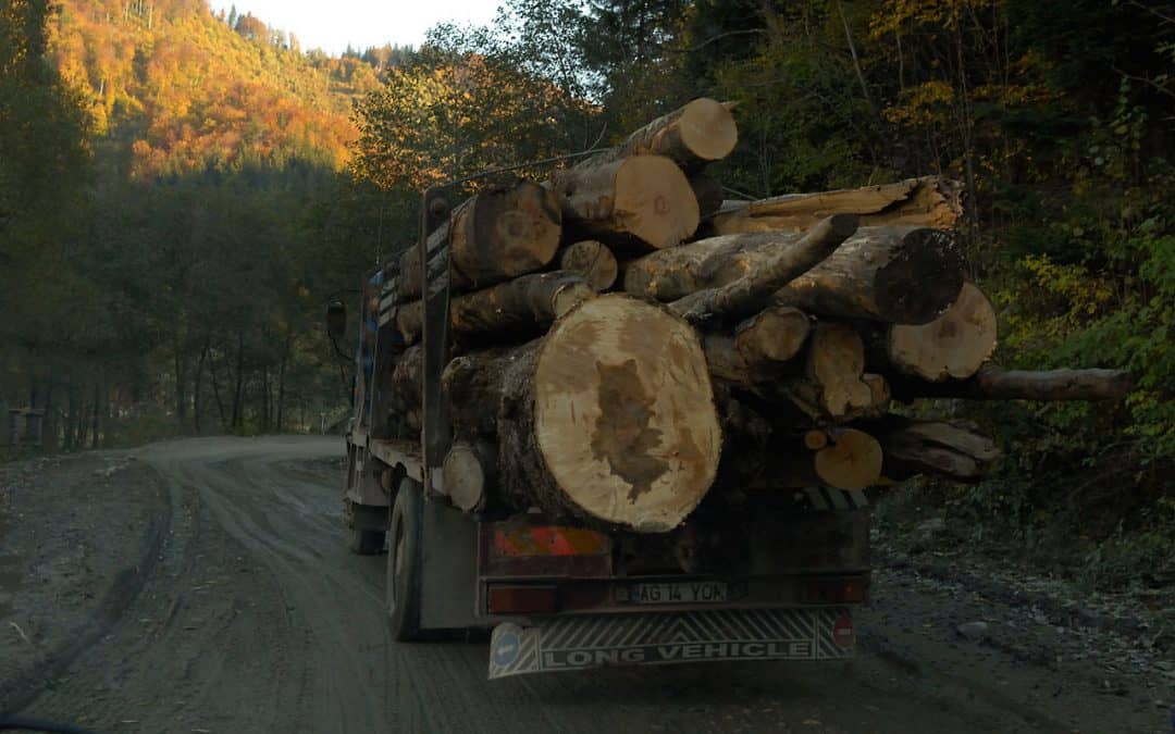 Holzindustrie Schweighofer: Wolf verliert Schafspelz