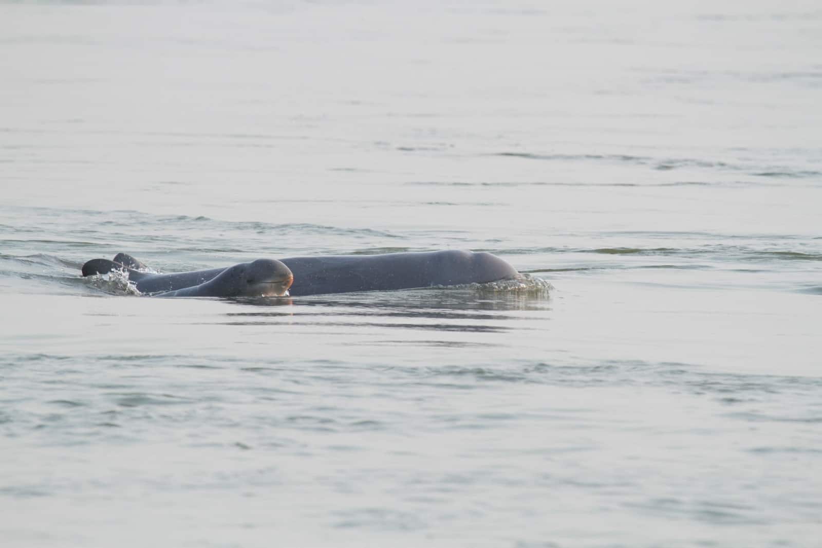 Mekong Baby Delfin