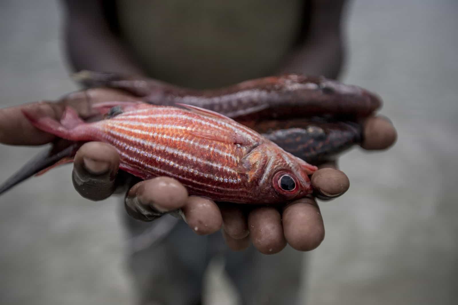 Fische