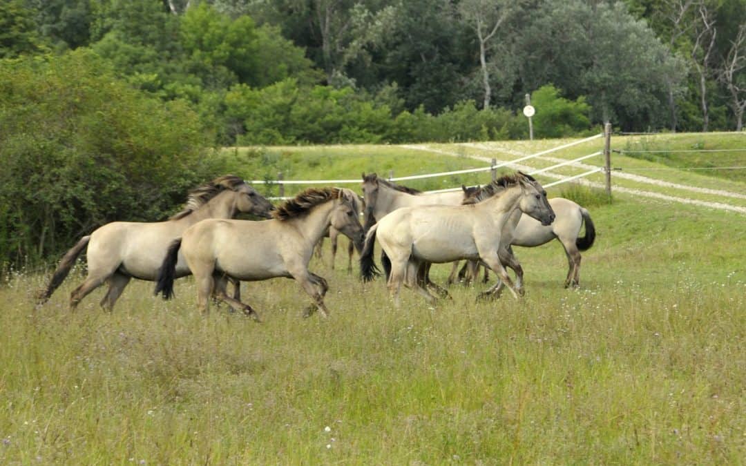Landschaftspfleger auf vier Beinen: Beweidung in Schutzgebieten