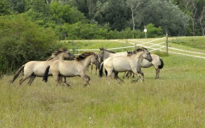 Landschaftspfleger auf vier Beinen: Beweidung in Schutzgebieten