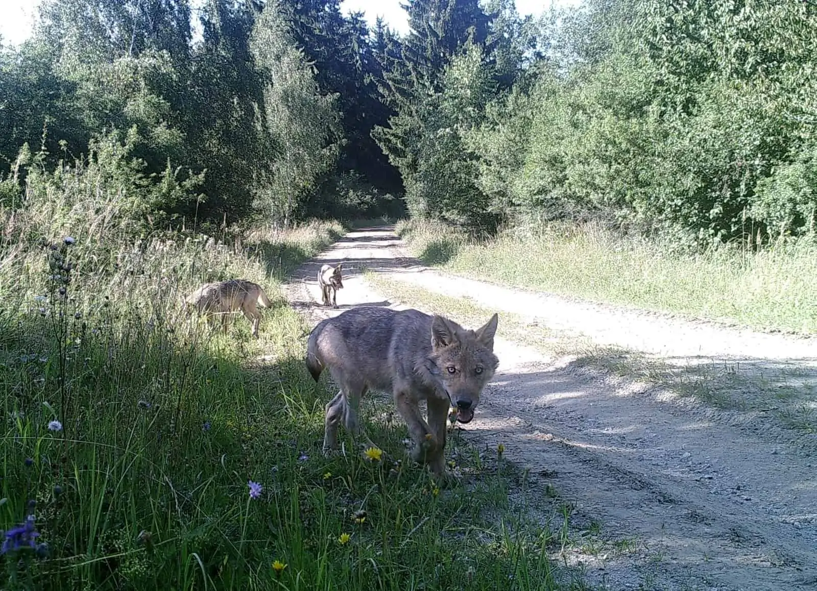 Wolfsnachwuchs in Allentsteig, © by BMLVS Wolfsnachwuchs in Allentsteig, © by BMLVS