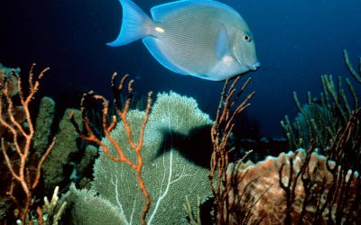 WWF: Findet Dorie noch ein Riff?