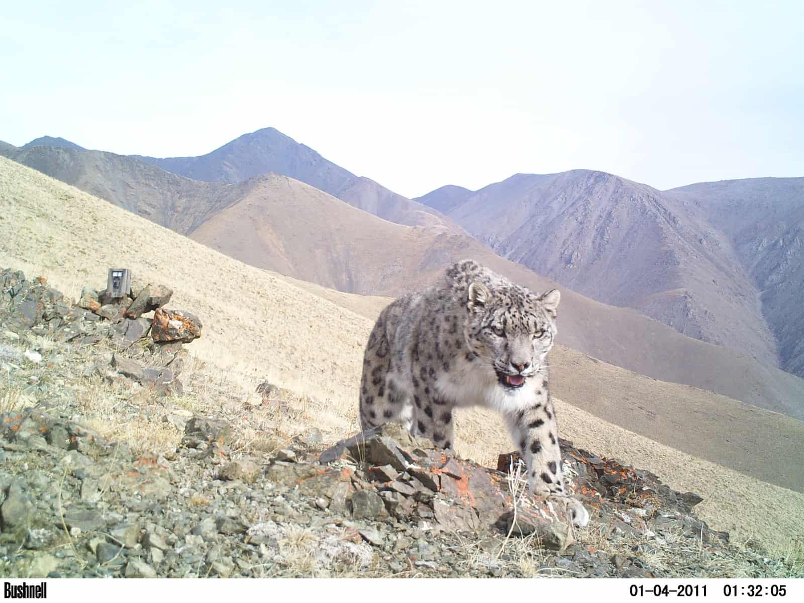 Schneeleopard in der Projektregion Altai-Sayan
