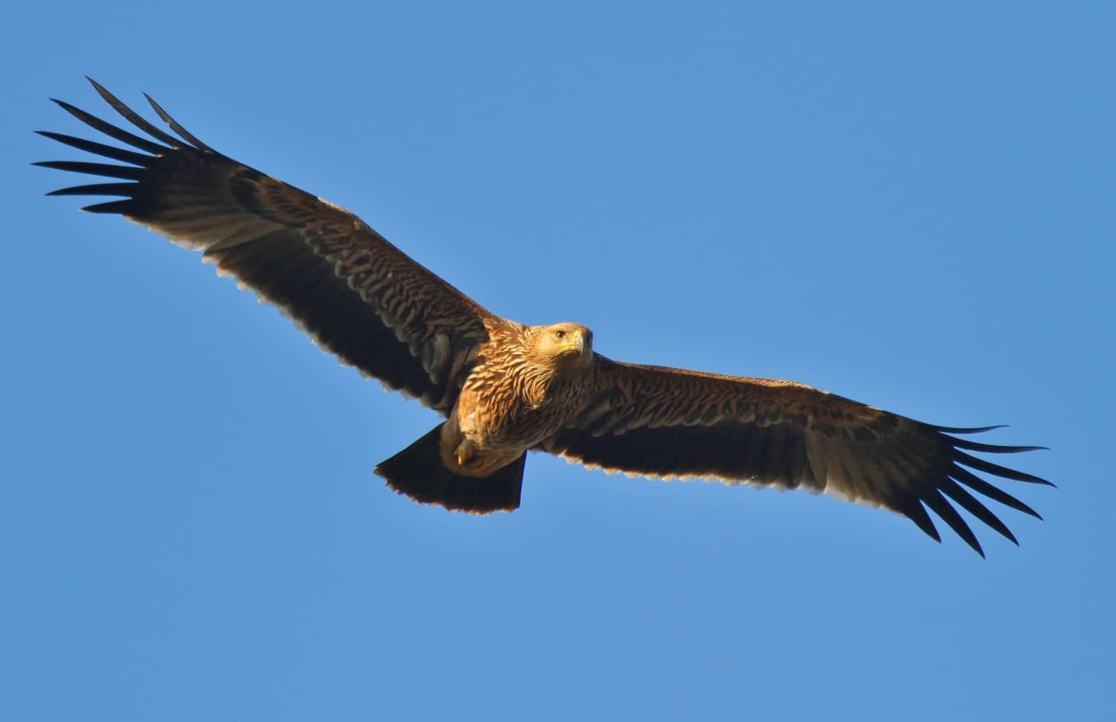 Fliegender Kaiseradler