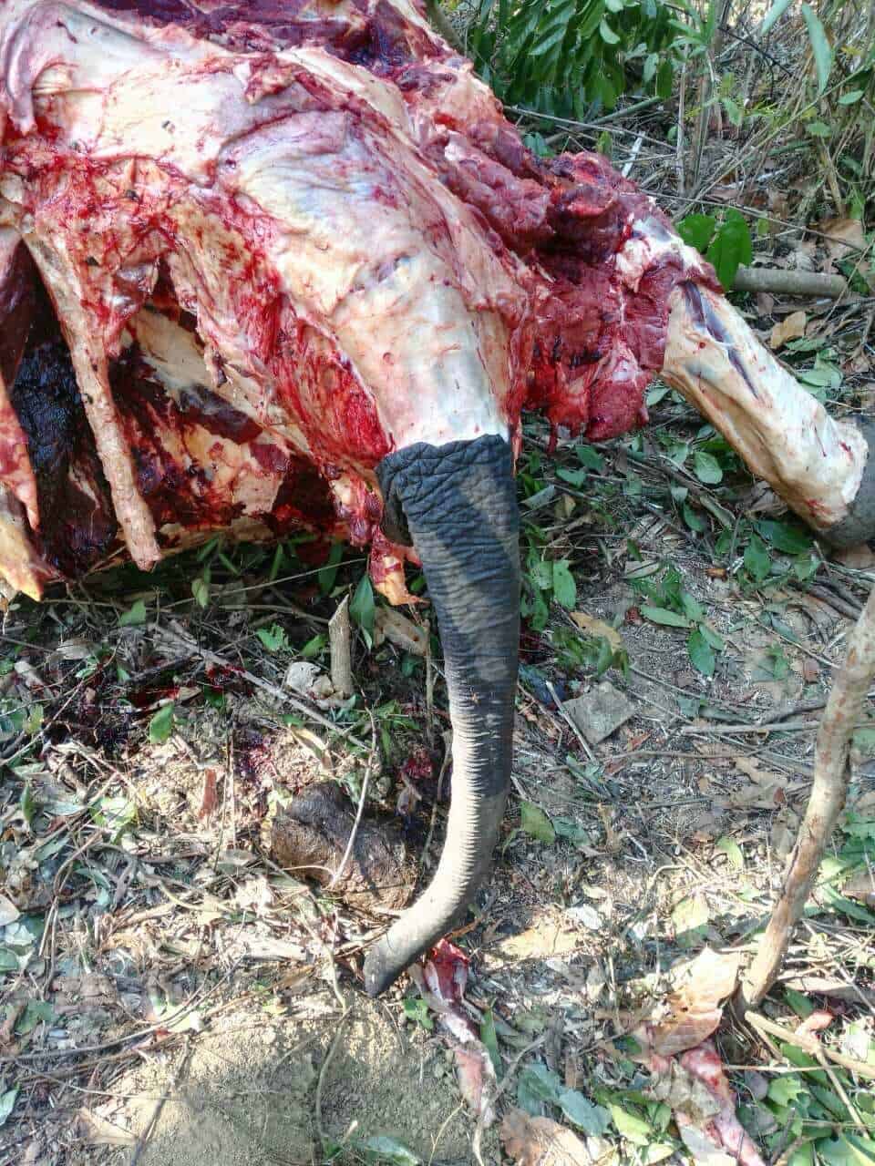 Getöteter Elefant in Myanmar