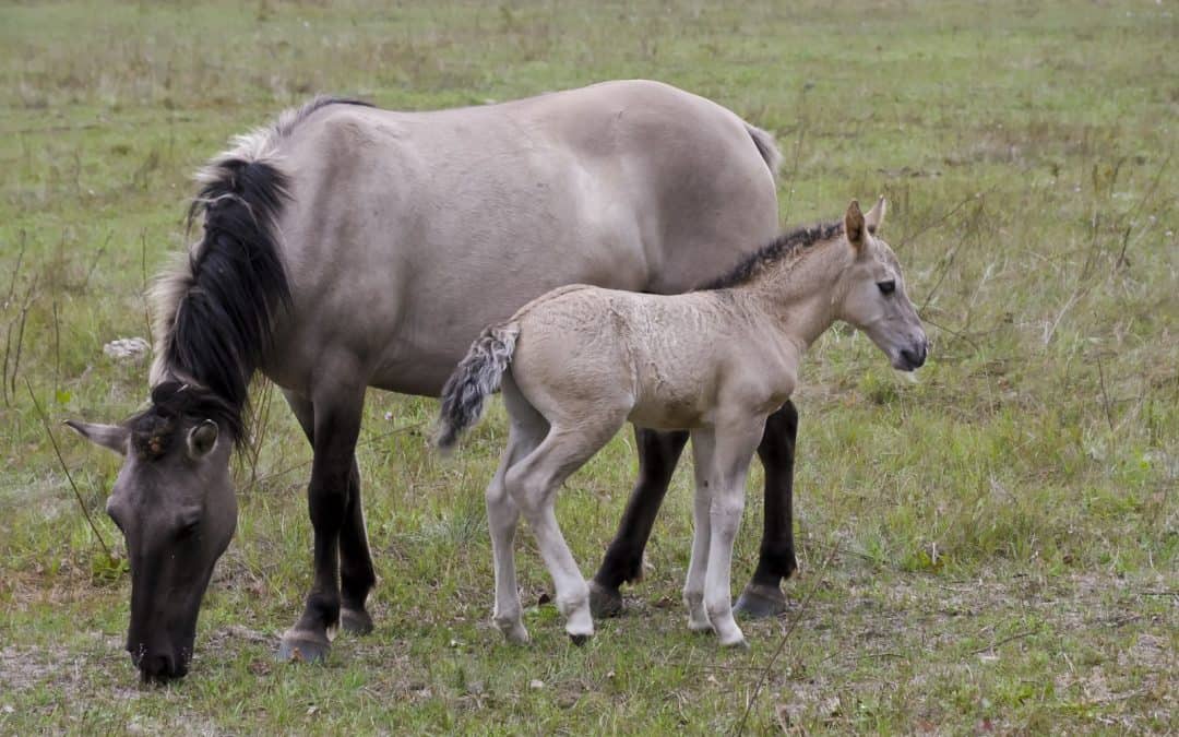 WWF Auenreservat Marchegg: Zuwachs auf vier Hufen