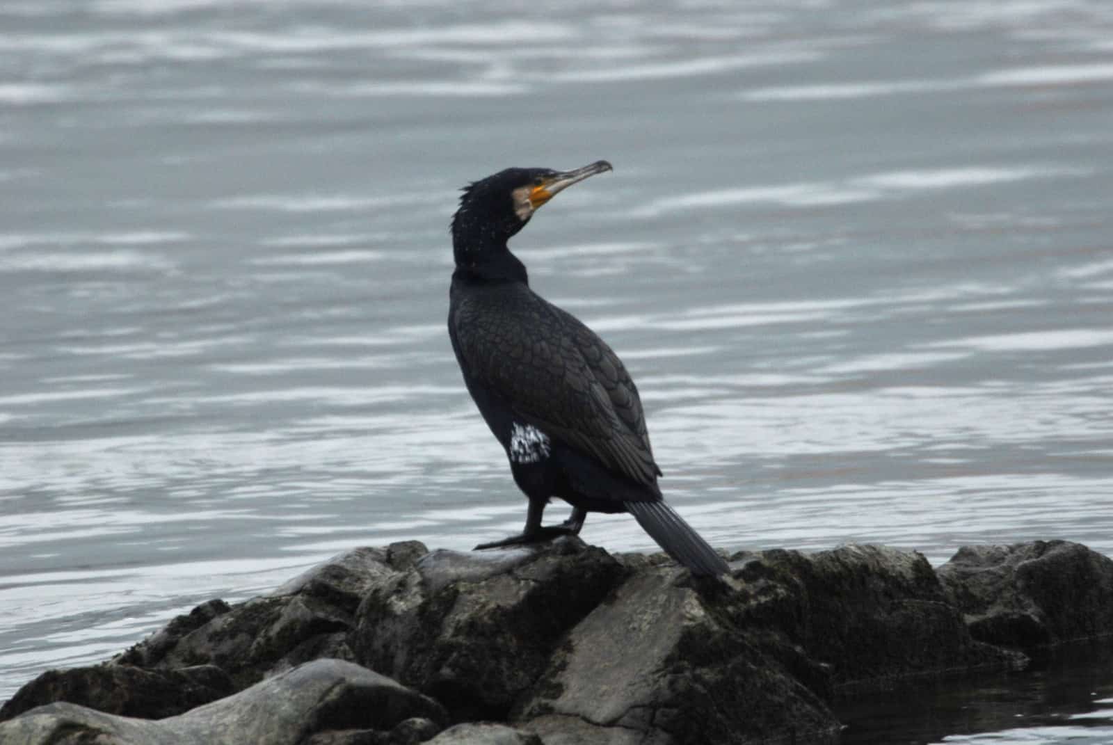 Kormoran