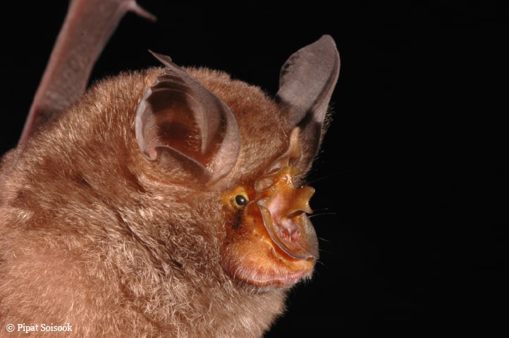 Berghufeisennase, © by Pipat Soisook Berghufeisennase, © by Pipat Soisook