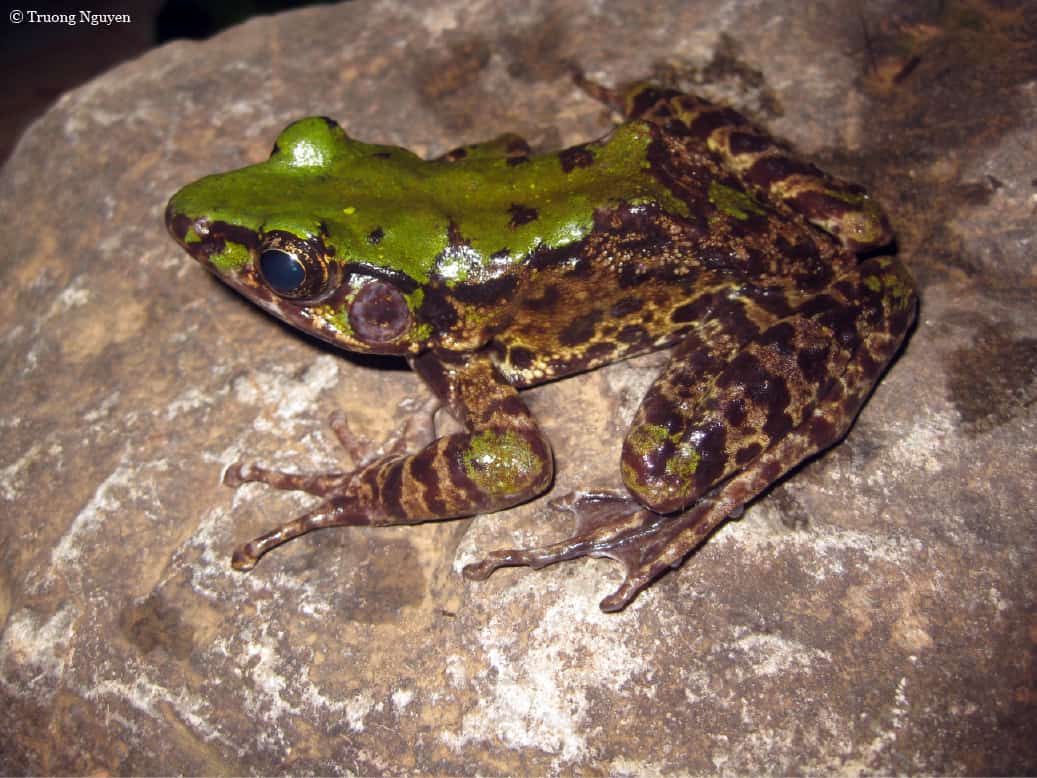 grün-blau gefärbter Frosch, © by Truong Nguyen grün-blau gefärbter Frosch, © by Truong Nguyen