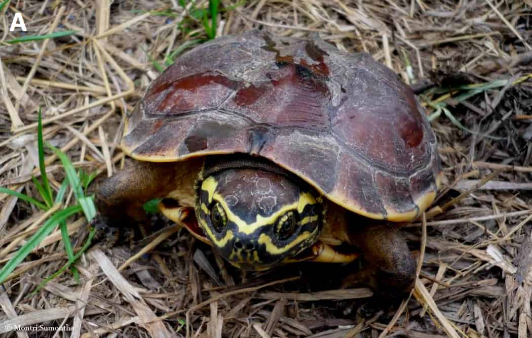 Schneckenfresser-Schildkröte, © by Montri Sumontha Schneckenfresser-Schildkröte, © by Montri Sumontha