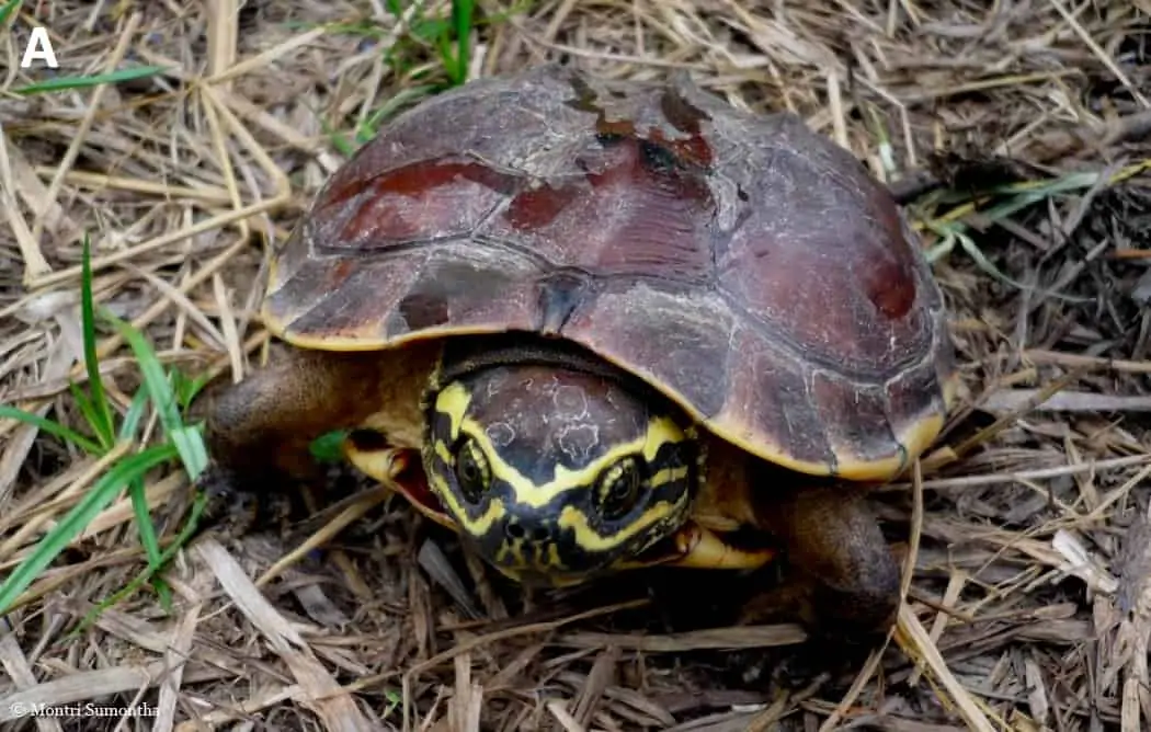 Schneckenfresser-Schildkröte, © by Montri Sumontha Schneckenfresser-Schildkröte, © by Montri Sumontha