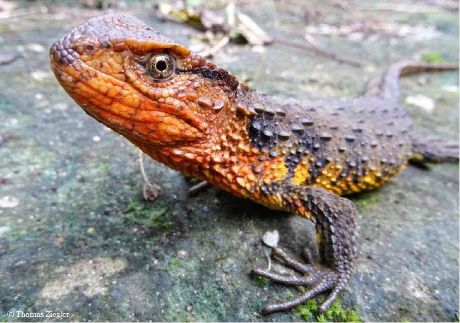Vietnamesische Krokodilschwanzechse, © by Thomas Ziegler Vietnamesische Krokodilschwanzechse, © by Thomas Ziegler