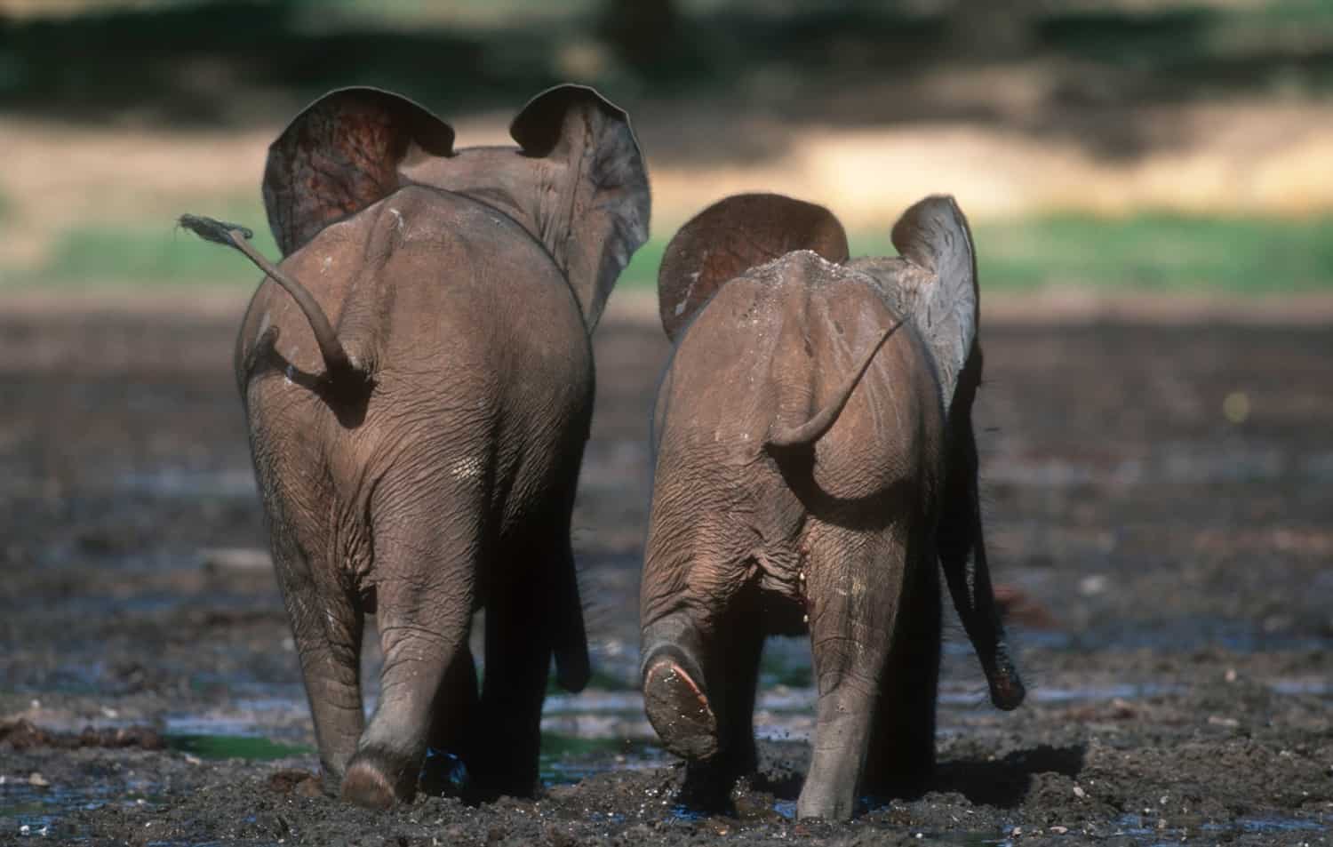 Elefantenjunge, © by Martin Harvey/ WWF