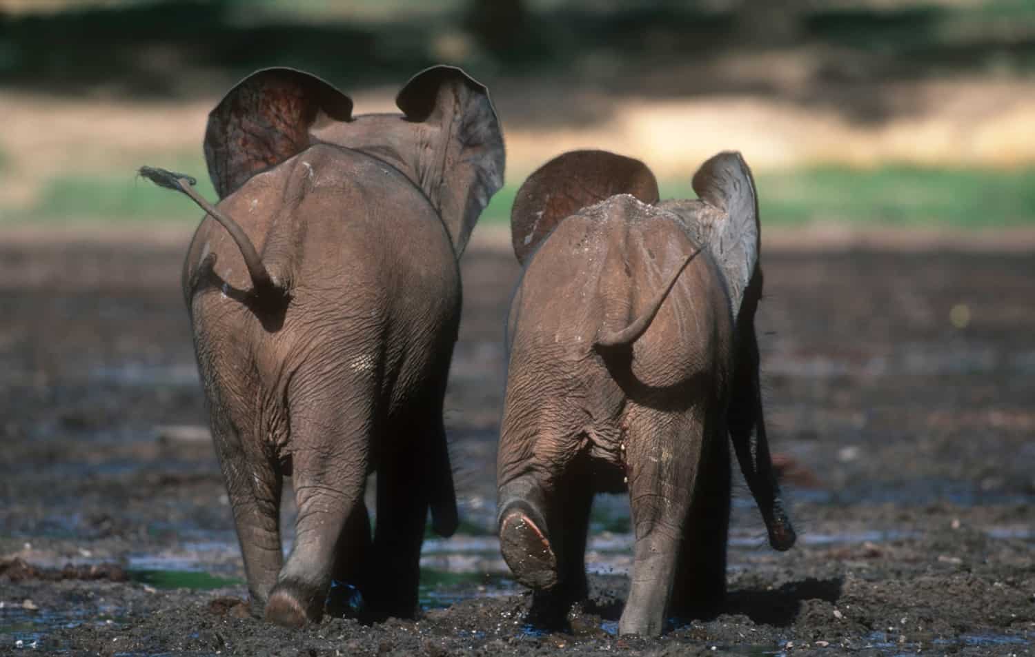Elefantenjunge, © by Martin Harvey/ WWF Elefantenjunge, © by Martin Harvey/ WWF