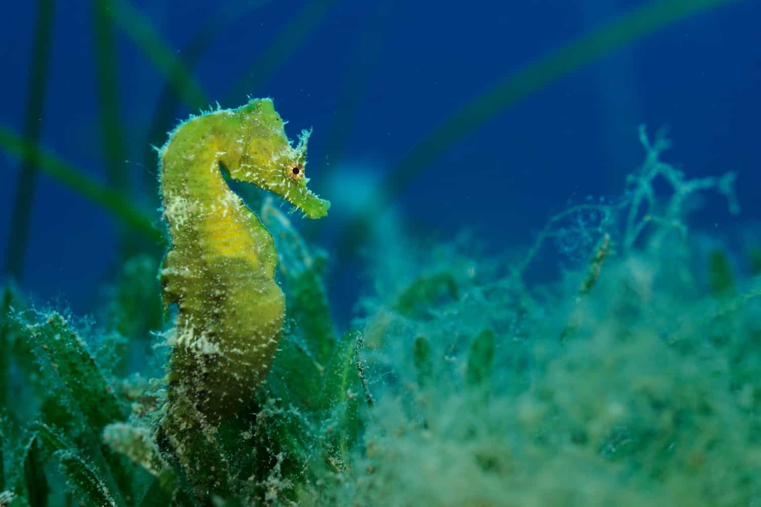 Seepferdchen, © by Wild Wonders of Europe/ Zankl/ WWF Seepferdchen, © by Wild Wonders of Europe/ Zankl/ WWF