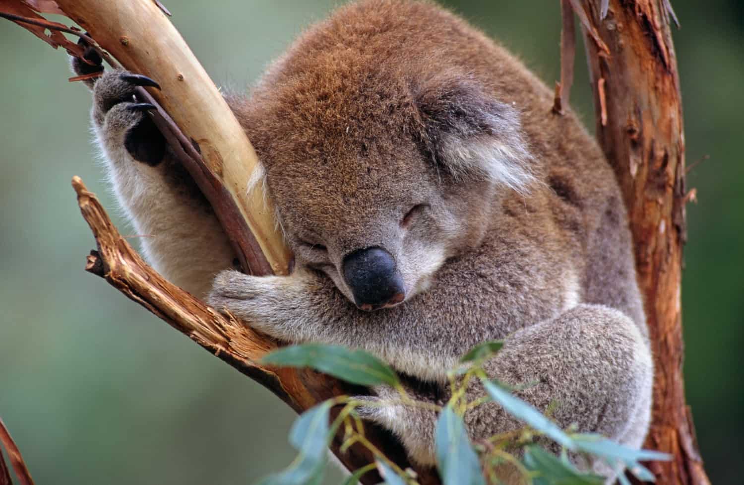 Koala, © by Warwick Sloss/ naturepl.com/ WWF
