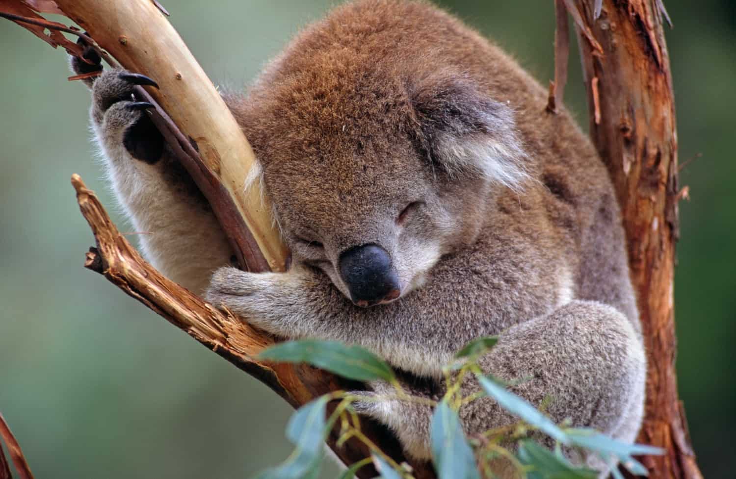 Koala, © by Warwick Sloss/ naturepl.com/ WWF Koala, © by Warwick Sloss/ naturepl.com/ WWF