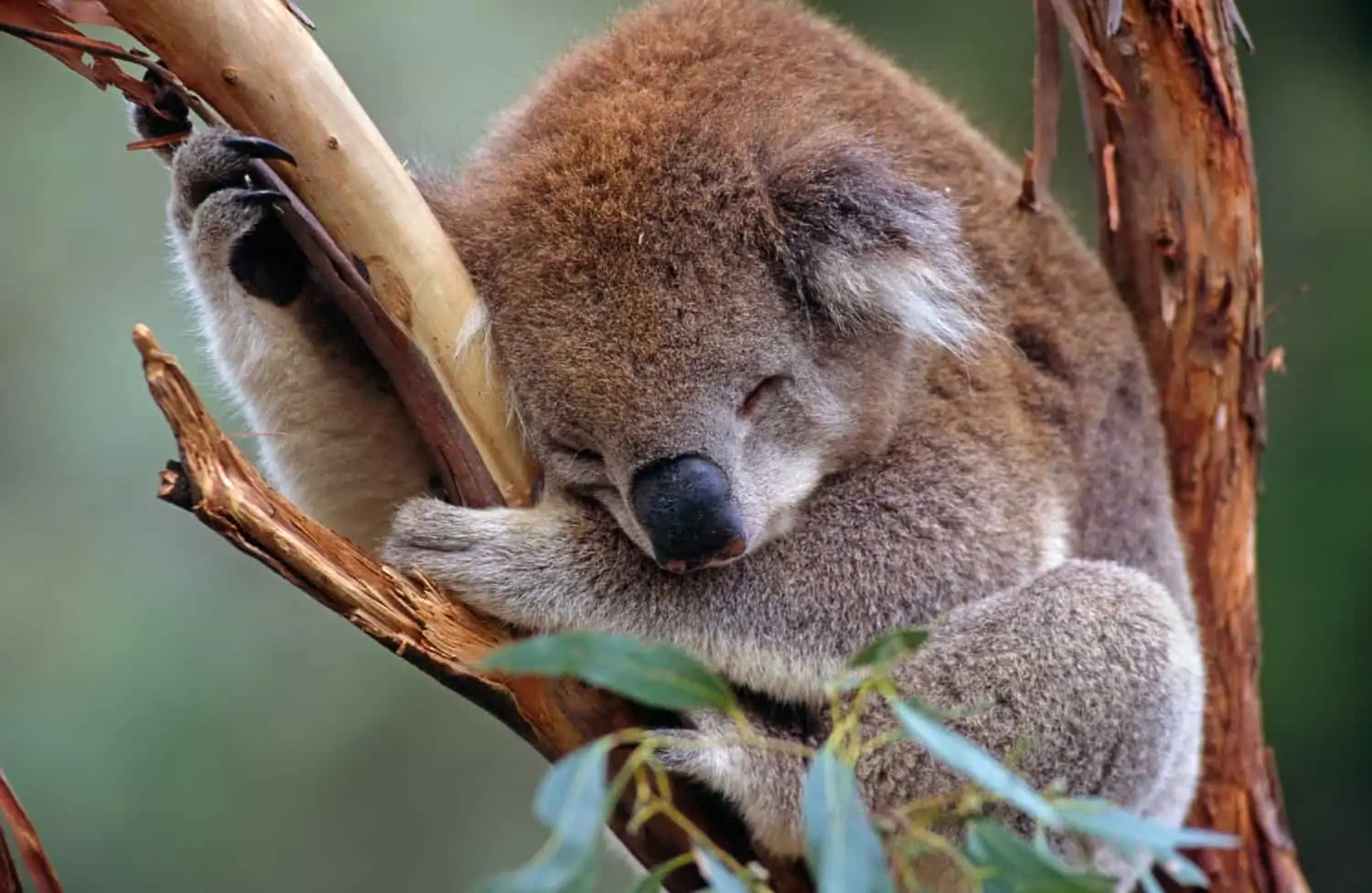 Koala, © by Warwick Sloss/ naturepl.com/ WWF Koala, © by Warwick Sloss/ naturepl.com/ WWF