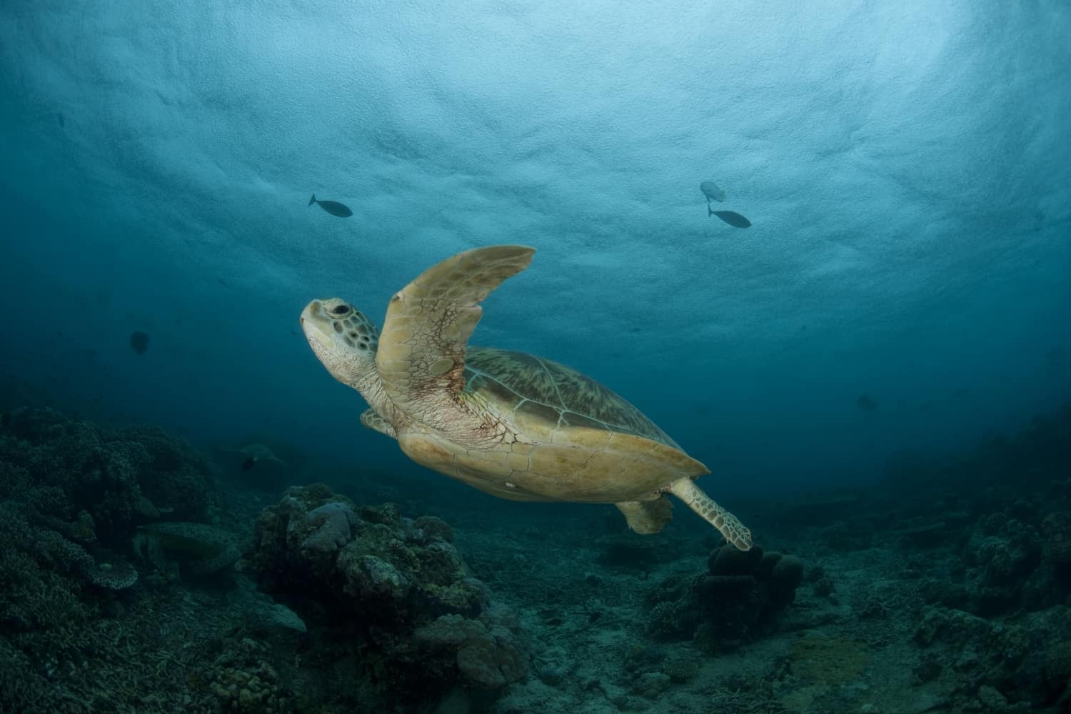 Meeresschildkröte, © by Jürgen Freund/ WWF