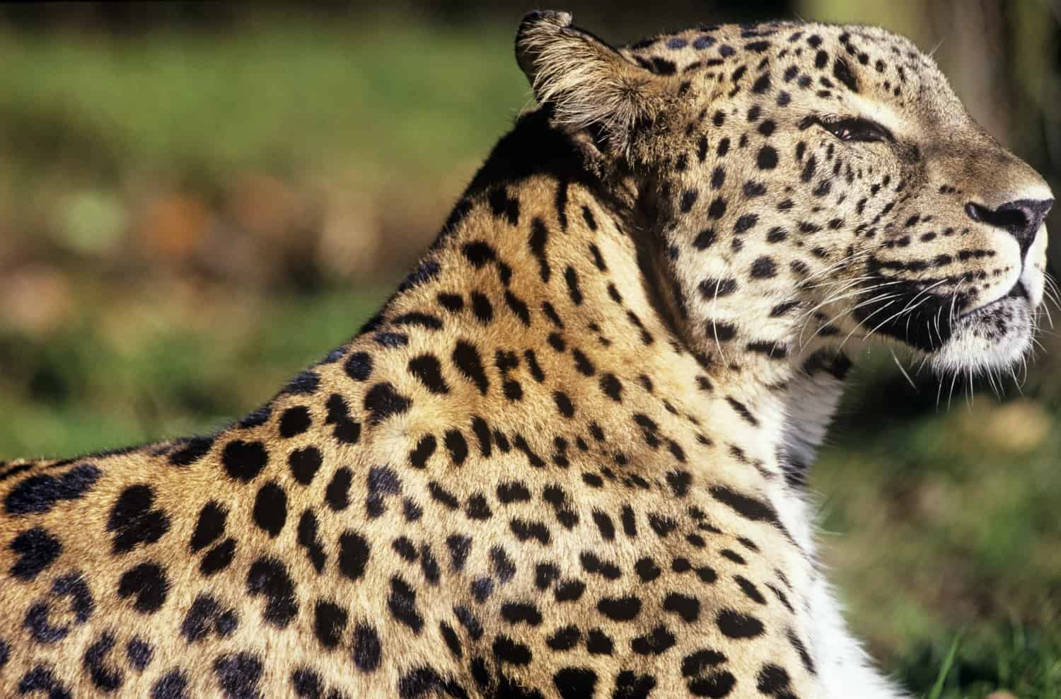 Kaukasus Leopard, © by David Lawson/ WWF UK Kaukasus Leopard, © by David Lawson/ WWF UK