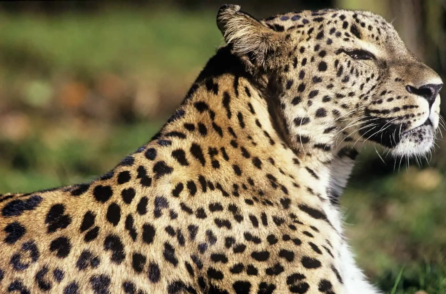 Kaukasus Leopard, © by David Lawson/ WWF UK Kaukasus Leopard, © by David Lawson/ WWF UK