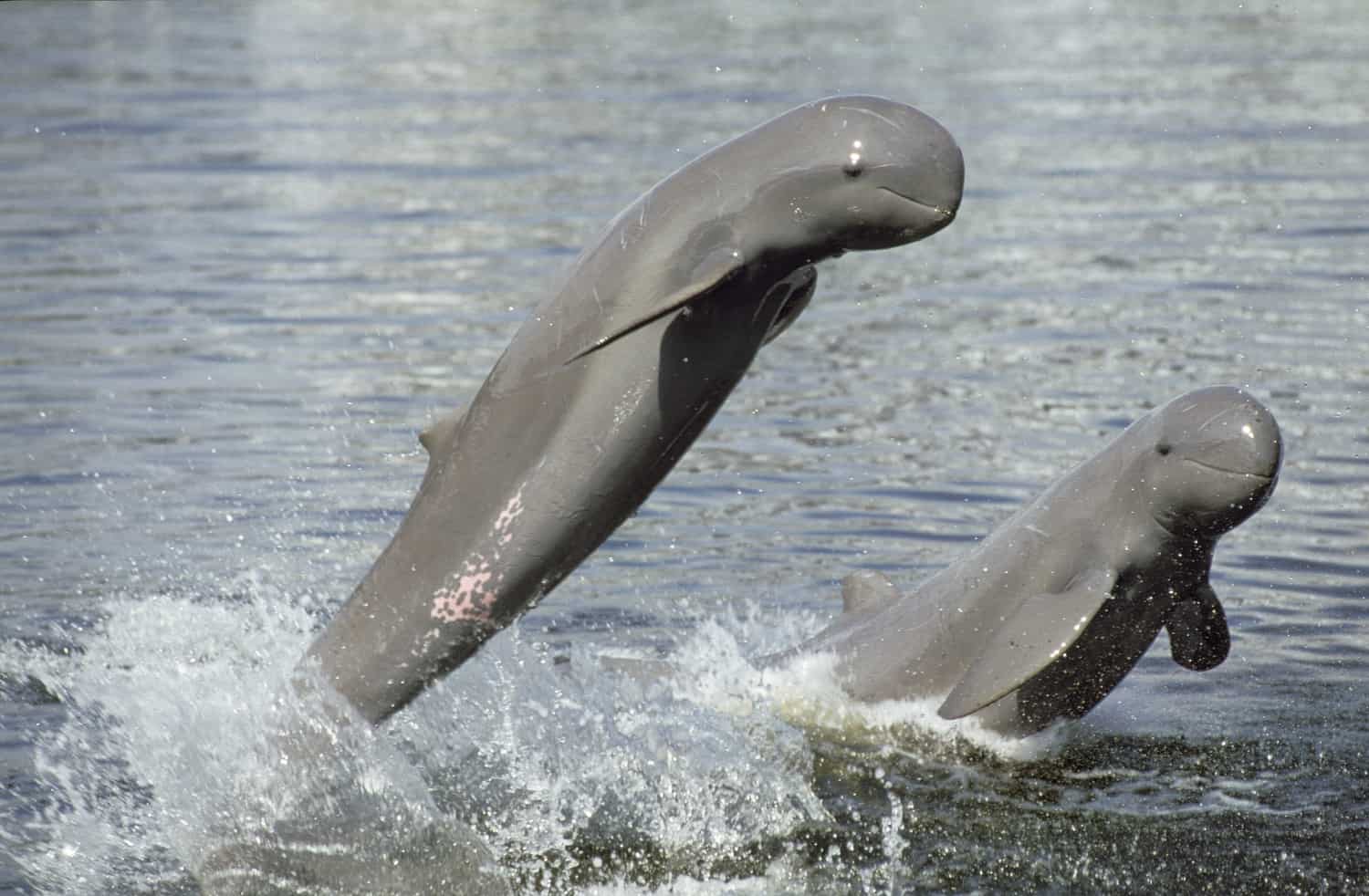 Irrawady-Delfin, © by naturepl.com/ Roland Seitre/ WWF