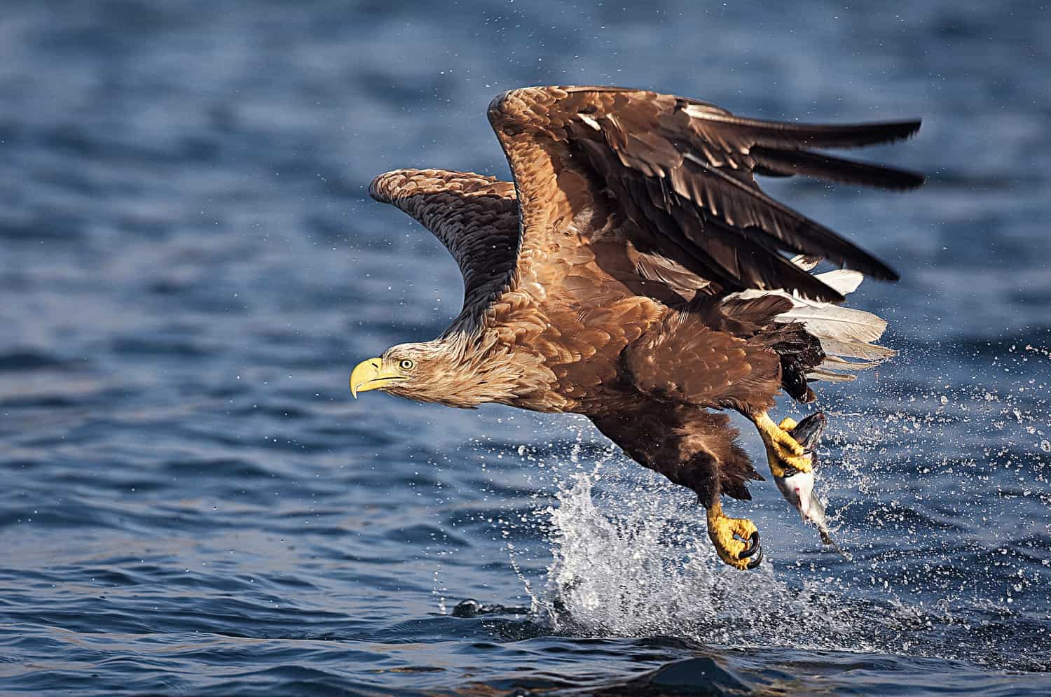 Seeadler mit Fisch, © by Jari Peltomäki/ birdphoto.fi/ WWF Seeadler mit Fisch, © by Jari Peltomäki/ birdphoto.fi/ WWF