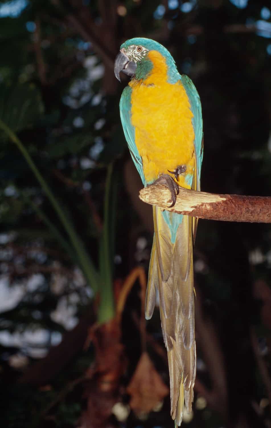 Blaukehlara, © by Roger Leguen/ WWF Blaukehlara, © by Roger Leguen/ WWF