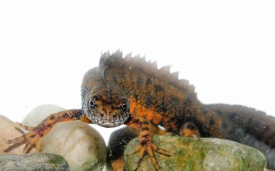 Vom Rückgang der Wasserdrachen zum Aufleben an der March: