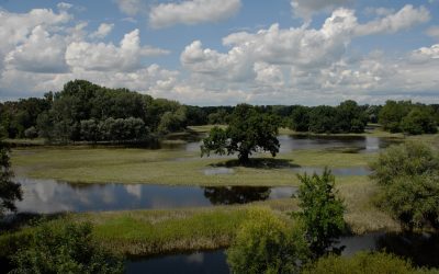 WWF und Franz Essl: Österreich blockiert EU-Naturschutz