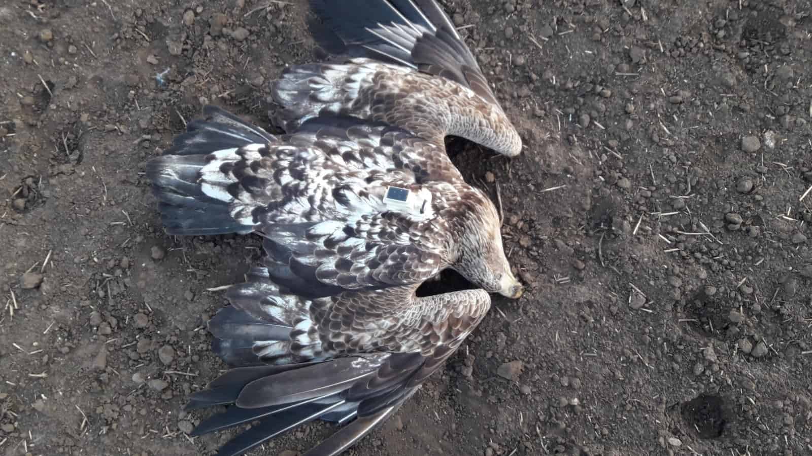 Toter Seeadler in Frauenkirchen