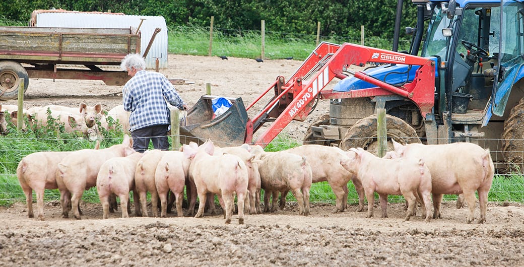 Bio-Schweine mit Bauer