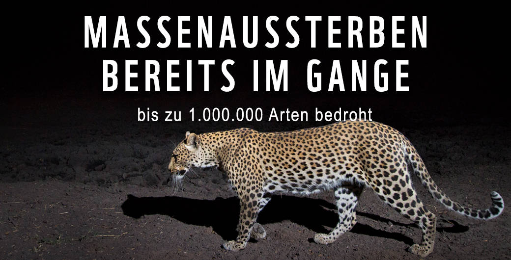 Wildtierkamerafoto eines Leoparden