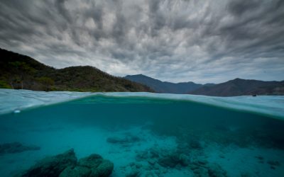 WWF: Europa geht der Speisefisch aus