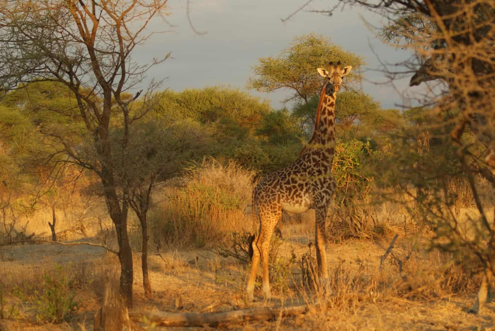 Giraffe in Tanzania
