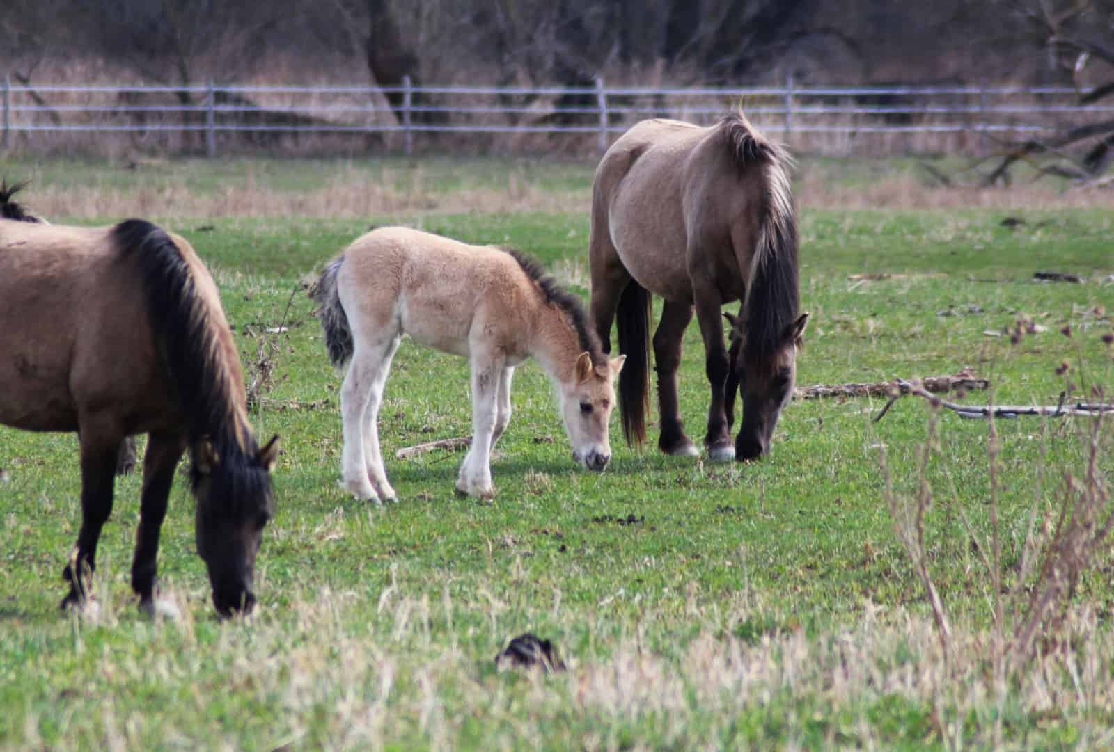 Konik Fohlen, © by © M. Stelzhammer Konik Fohlen, © by © M. Stelzhammer