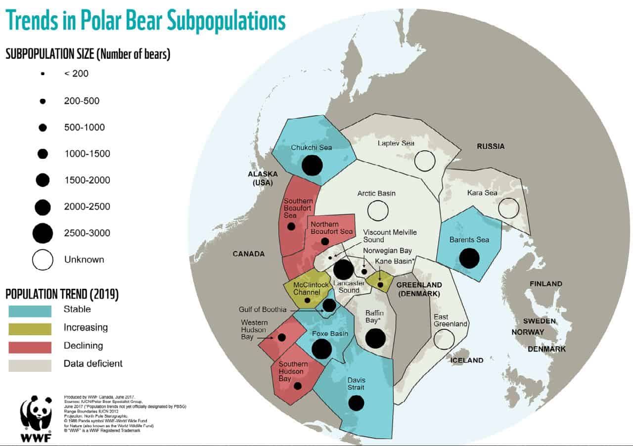 Entwicklung der Eisbären-Population 2019, © by WWF Entwicklung der Eisbären-Population 2019, © by WWF