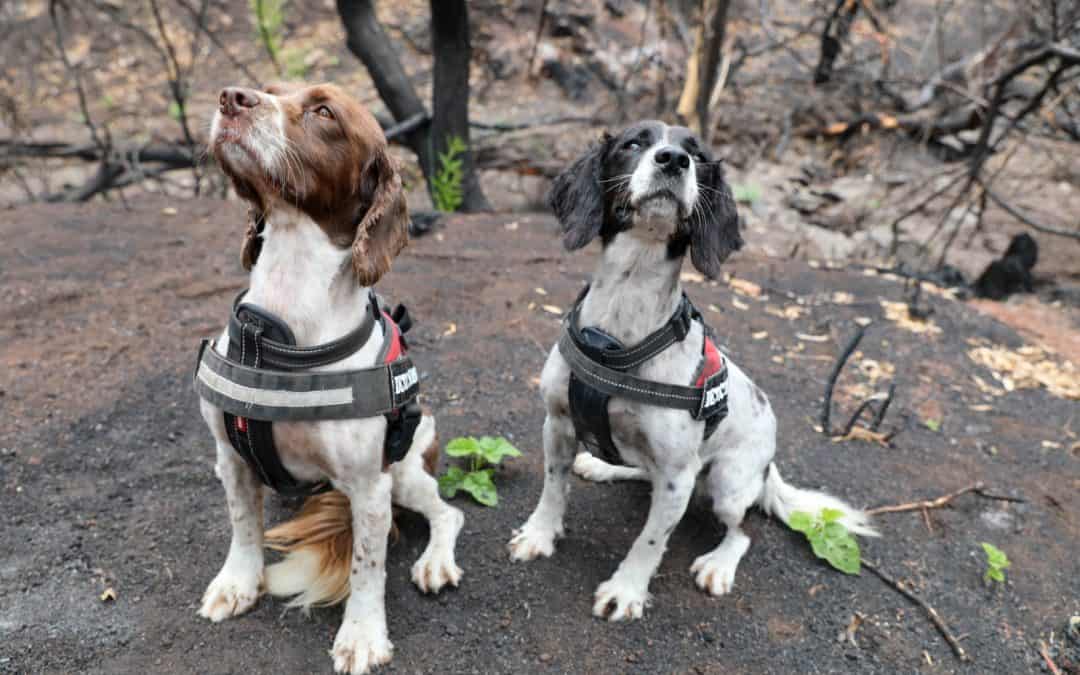 WWF-Spürhunde helfen in Australien bei der Suche nach überlebenden Koalas