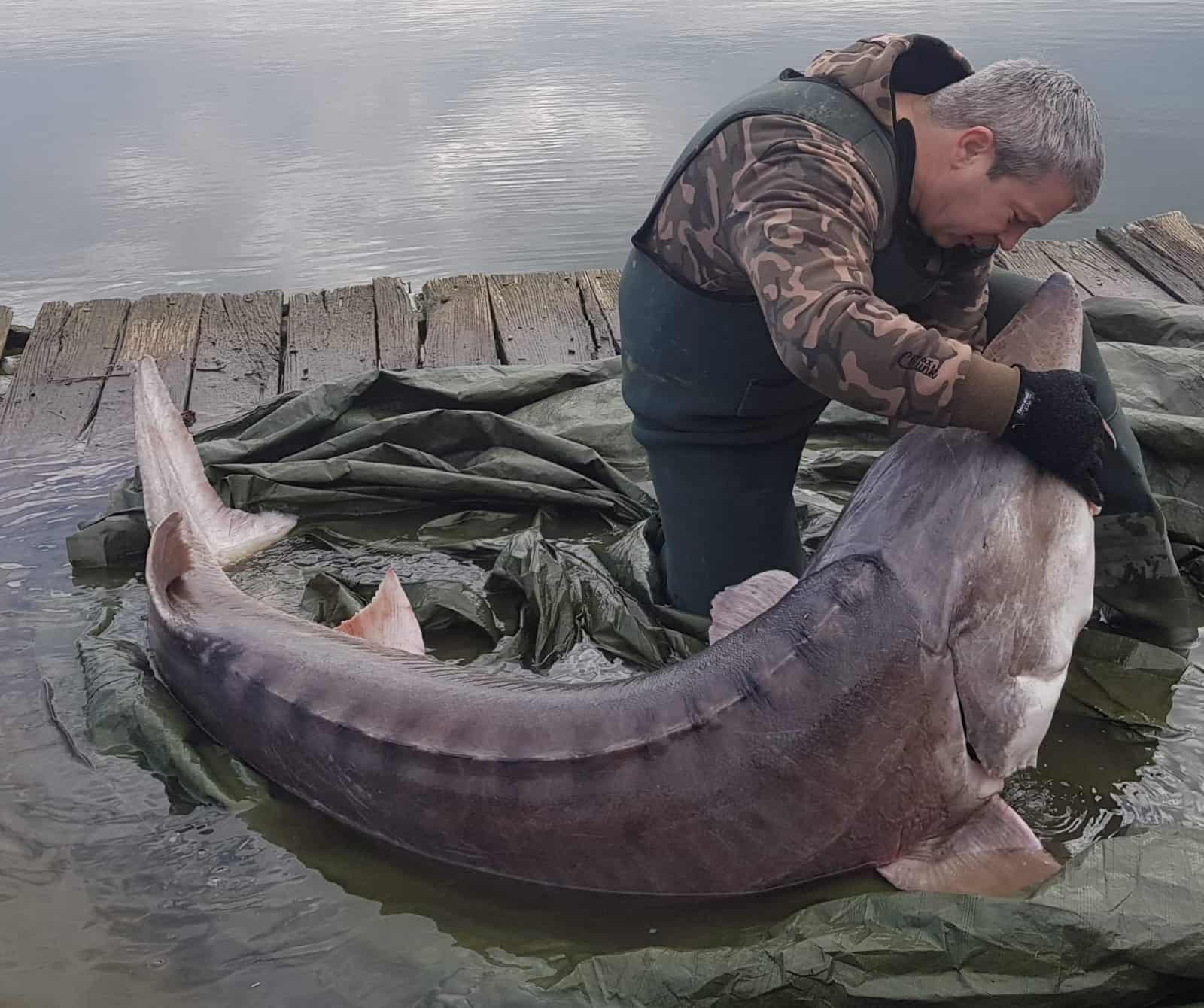 Riesen-Beluga-Stör von Fischer gerettet