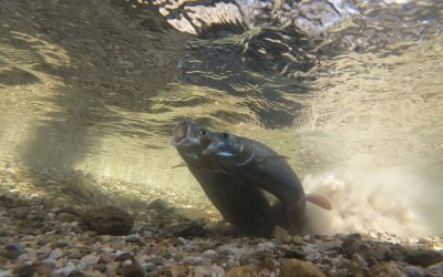 Premiere von „Was Fische Wollen“ beim Innsbruck Nature Film Festival