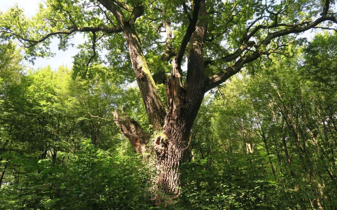 Leben auf kleinstem Raum: Biotopbäume als Hotspot der Biodiversität