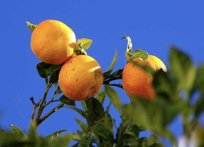 Orangen werden aus wärmeren Ländern importiert © pixabay