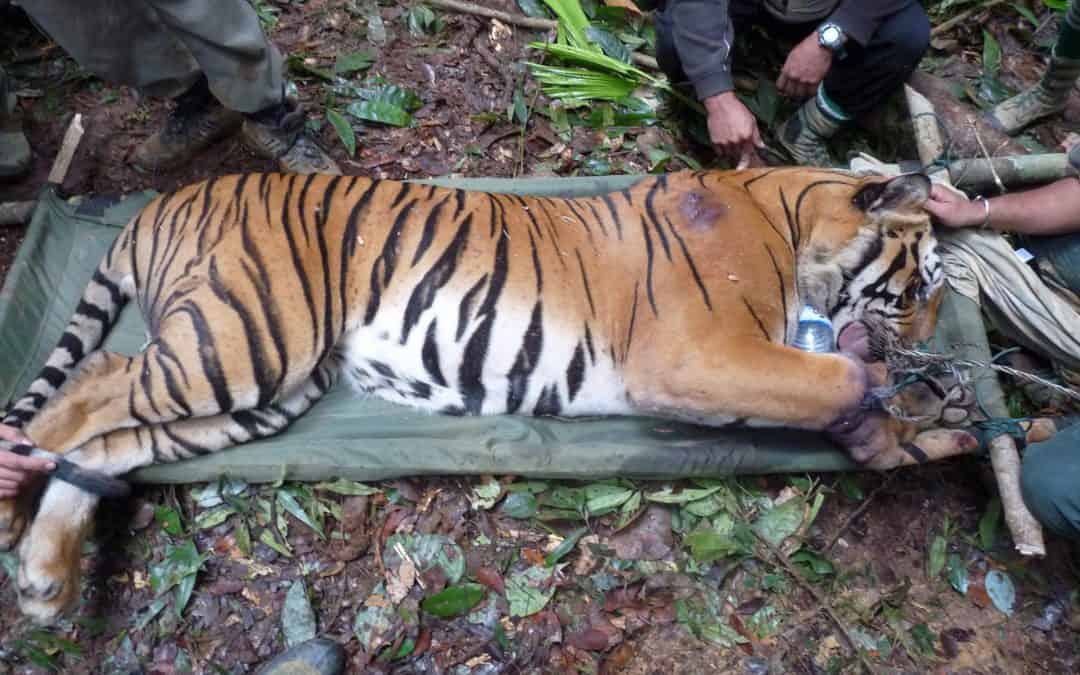 Wildtier-Kriminalität: Dominic Thiem und WWF schlagen Alarm
