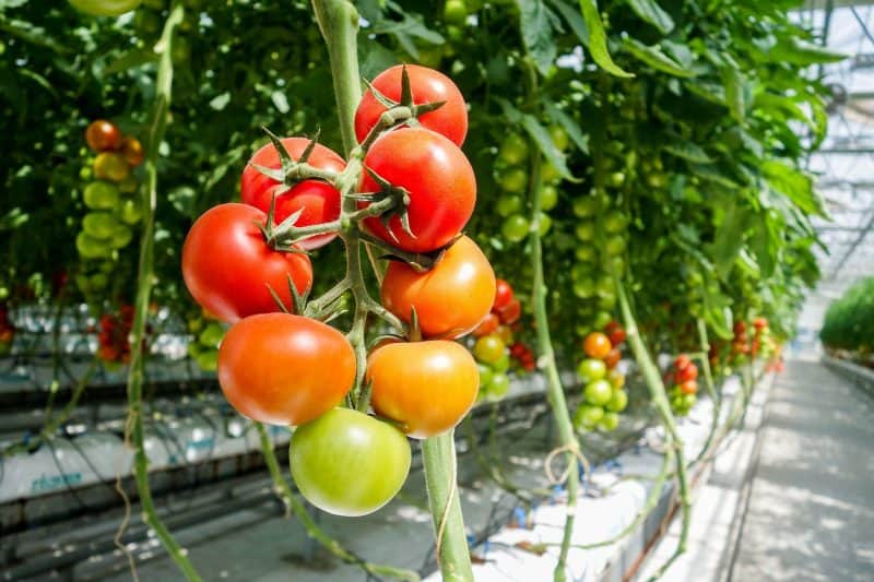 Tomatenpflanzen im Glashaus © pixabay